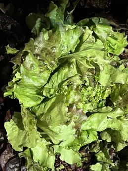 Salade