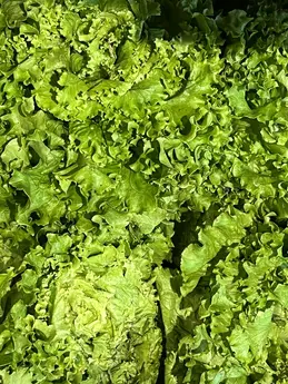 Salade