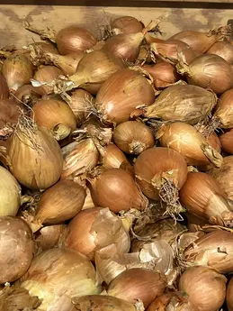 Échalottes