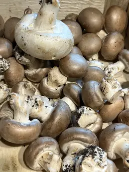 Champignons