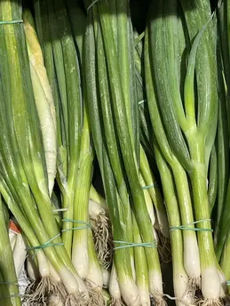Oignons botte