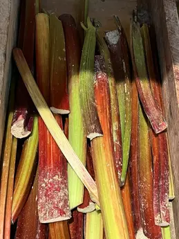 Rhubarbe