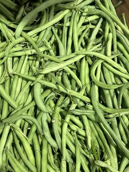 Haricots verts