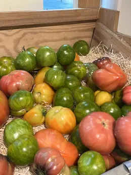 Tomates anciennes